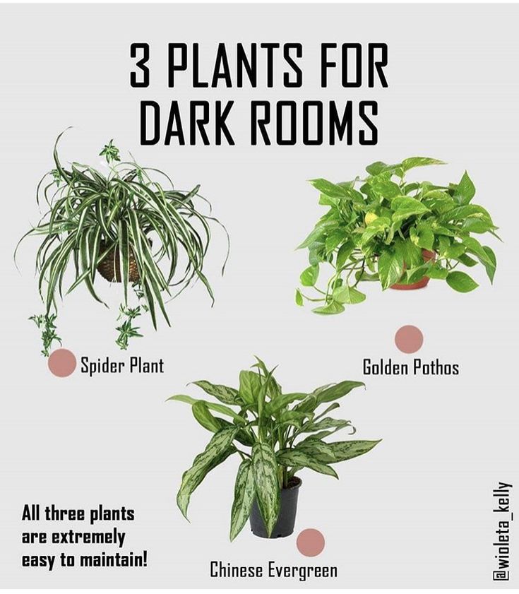 three plants for dark rooms that are easy to grow