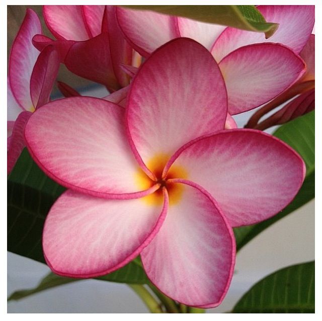 pink flowers with green leaves in the background