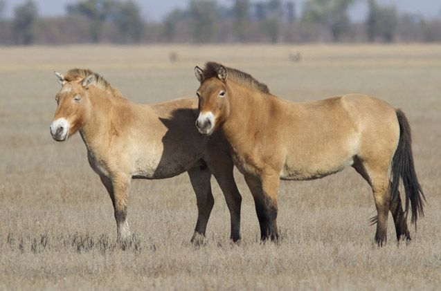 two brown horses standing next to each other on a dry grass field with trees in the background