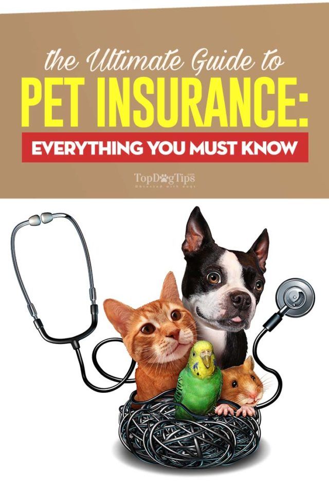 the ultimate guide to pet insurance everything you must know