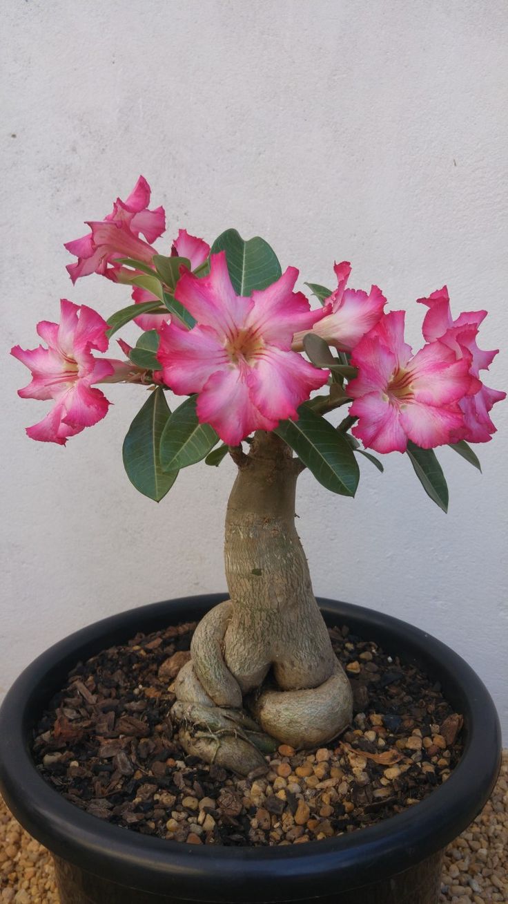 a potted plant with pink flowers in it