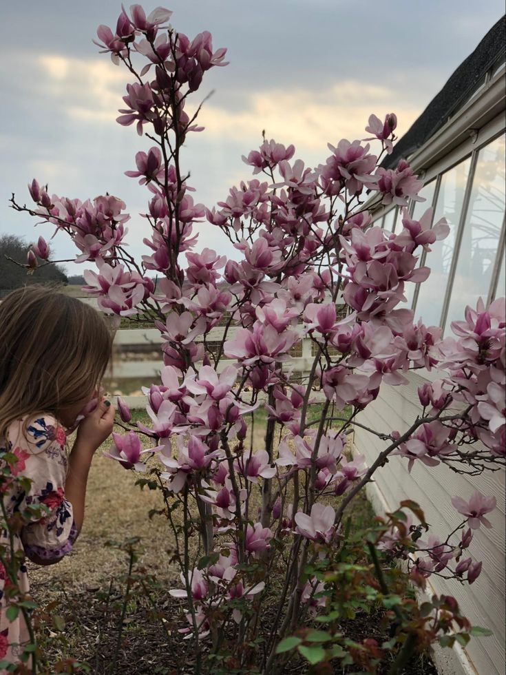 How to Make a Saucer Magnolia Flower | Magnolia Jane Magnolia Tree Landscaping, Magnolia Tree Landscaping, Japanese Magnolia Tree, Jane Magnolia Tree, Magnolia Liliiflora, Saucer Magnolia Tree, Magnolia Bush, Jane Magnolia, Saucer Magnolia