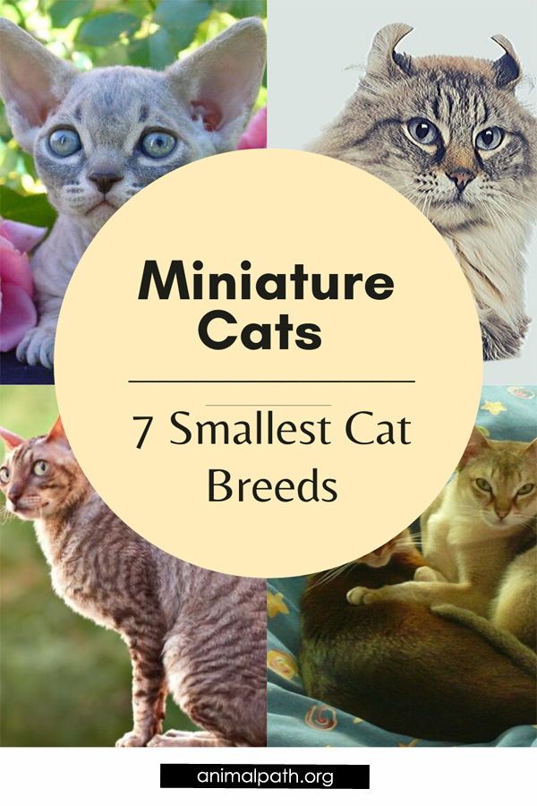 four different pictures with cats in them and the words 7 smallest cat breeds on it