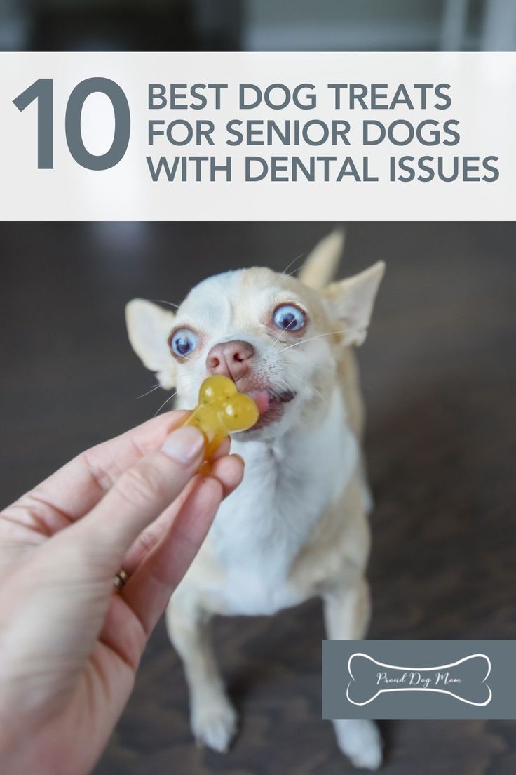 a person feeding a small dog with a bone in their mouth and the words 10 best dog treats for senior dogs with dental issues