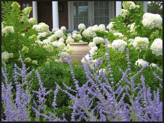 purple and white flowers in front of a house