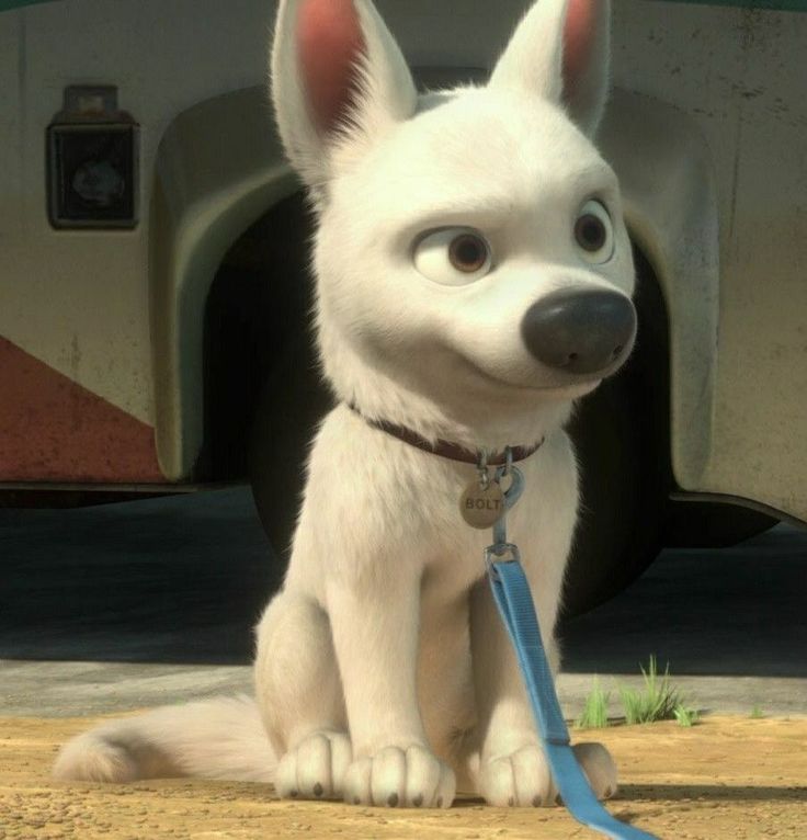 a small white dog sitting on the ground next to a blue leash and looking at the camera