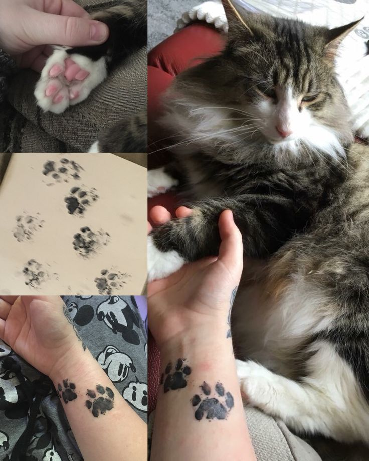 the cat has paw prints on it's arm