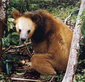 a brown bear sitting on top of a forest floor