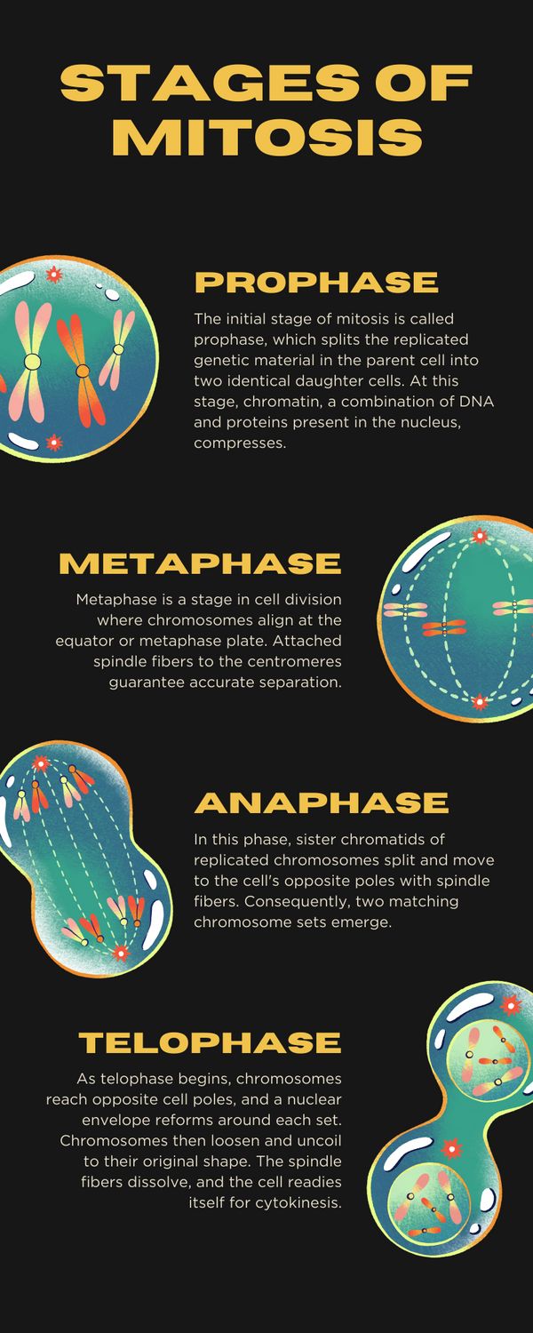 the stages of mitopia in humans'body and how they can help them