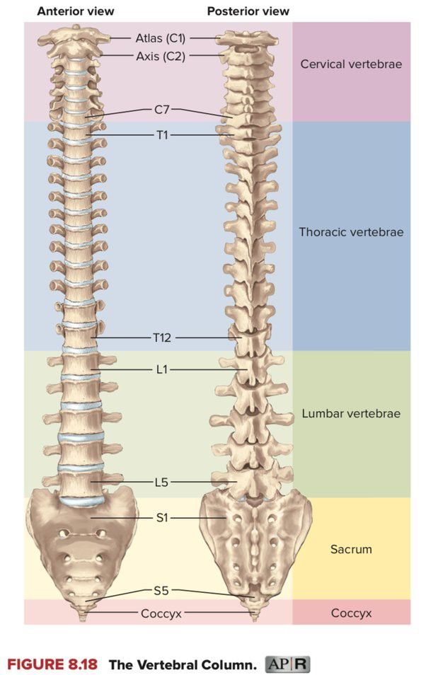 the back and neck bones are labeled in this diagram