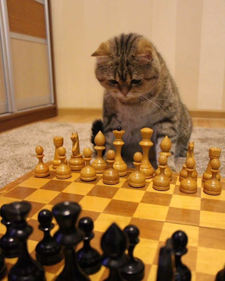 a cat sitting on top of a chess board