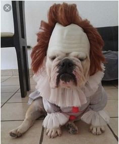 a dog with red hair wearing a costume