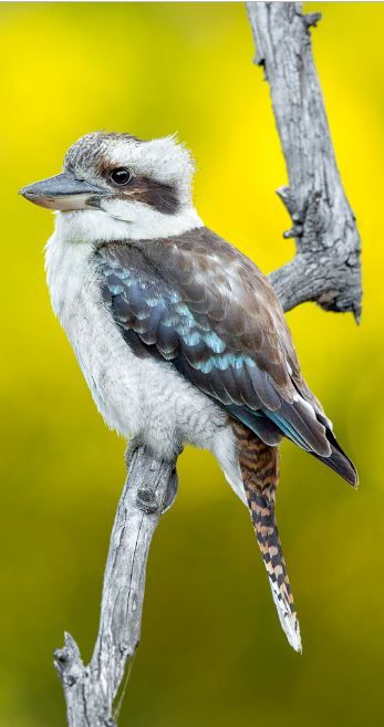 a small bird sitting on top of a tree branch