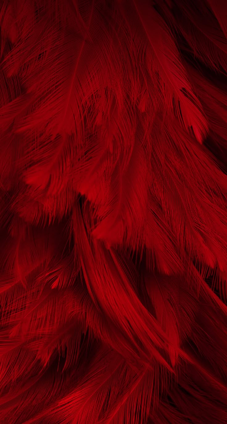 red feathers are shown in this close up photo, and it looks like they have been dyed