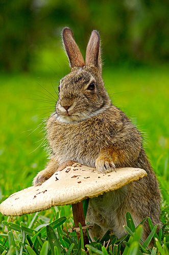 a rabbit sitting on top of a mushroom in the grass with words have a wonderful wednesday