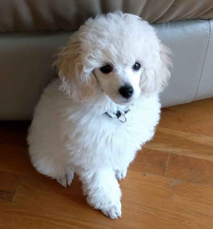 a small white dog sitting on top of a hard wood floor next to a couch