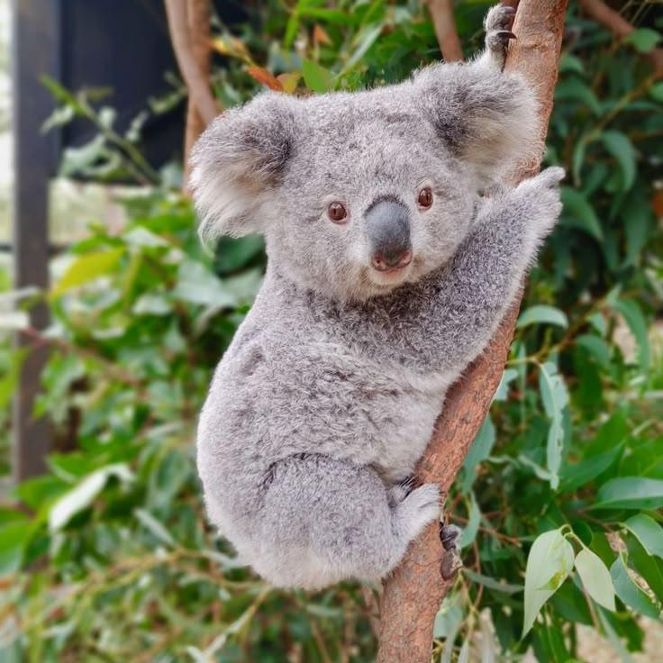 a koala bear sitting on top of a tree branch