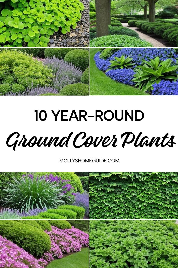 the top ten yard and garden plants that you can plant in your yard for year round