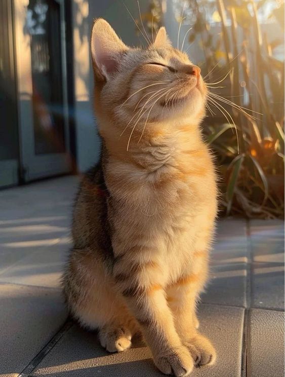 a cat sitting on the ground looking up