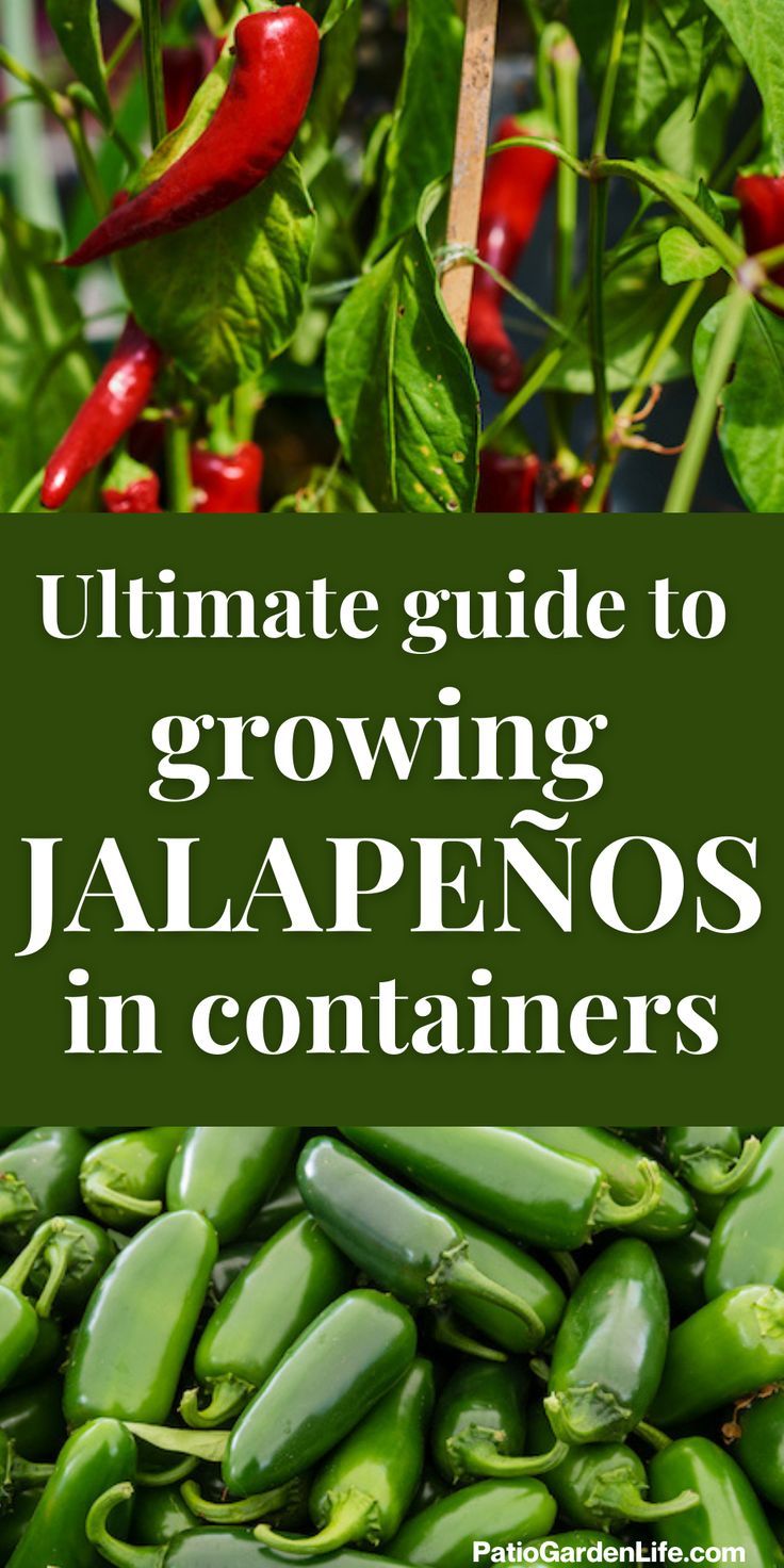 green jalapeno pods in a pile and red jalapenos growing on a plant with overlay text ultimate guide to growing jalapenos in containers Growing Jalapenos, Jalapeno Plant, Growing Peppers, Spice Garden, Bucket Gardening, Jalapeno Peppers, Container Vegetables, Fall Garden Vegetables, Garden Stand