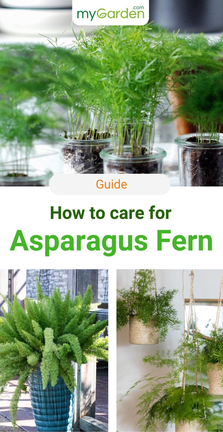 how to care for asparagus fern in your home garden or potted plant