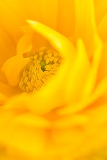 the inside of a yellow flower that is blooming