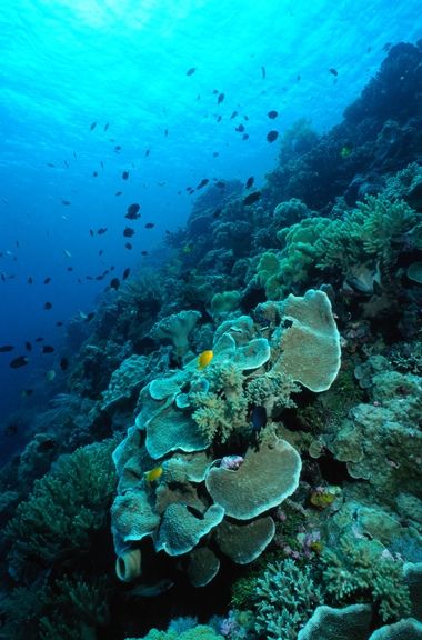 an underwater view of some corals and other marine life on the bottom of a reef