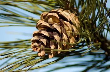 a pine cone hanging from a tree branch