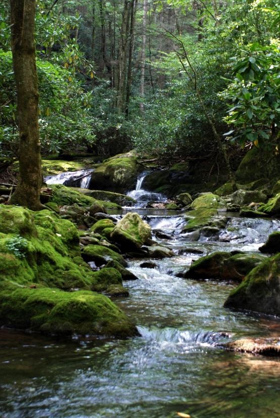 a stream running through a forest filled with lots of green mossy rocks and trees