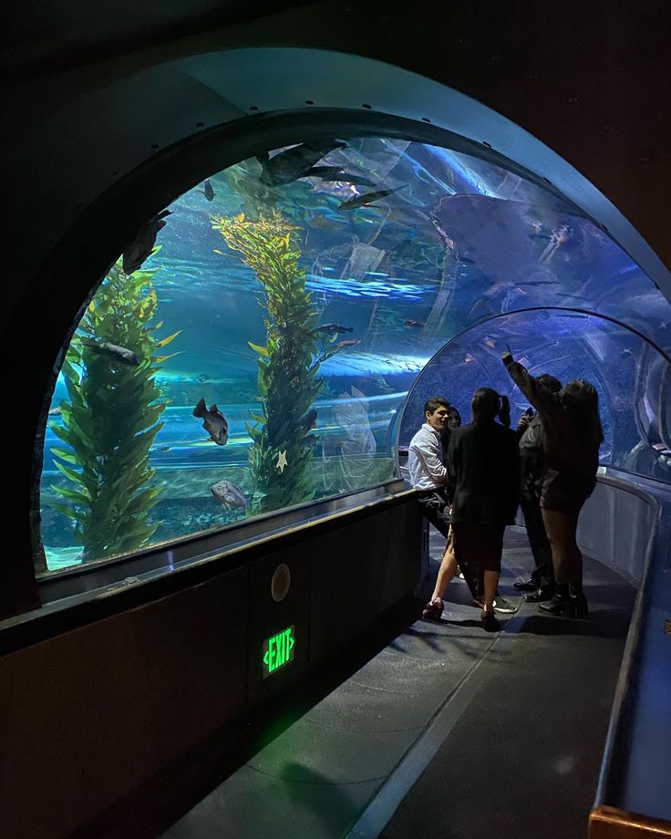 people looking at fish in an aquarium through the glass tunnel, with one person pointing up