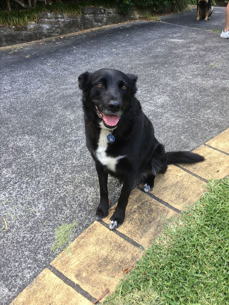 a black and white dog sitting on top of a sidewalk next to a green field