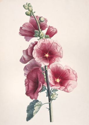 Rameau de Passerose. Jean Louis PREVOST, active. Illustration Botanique Vintage, Hollyhocks Flowers, Full Sleeve Tattoo Design, Vintage Flower Prints, Botanical Illustration Vintage, Illustration Botanique, Fruit Painting, Plant Painting, Plant Illustration