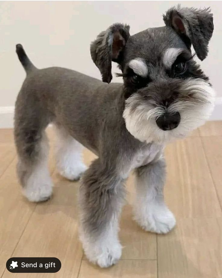 a gray and white miniature schnauzer dog standing on top of a wooden floor