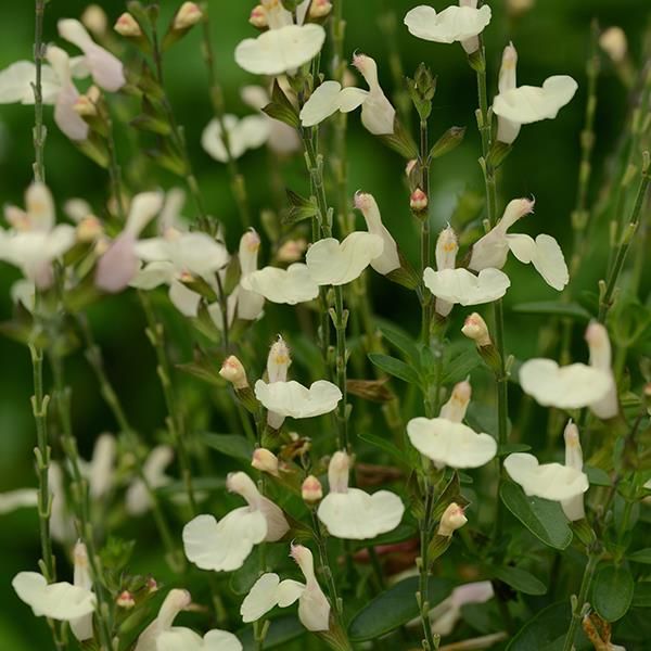 small white flowers with green leaves in the background