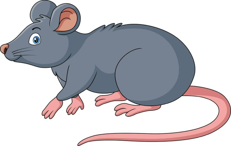 a gray rat sitting on its hind legs