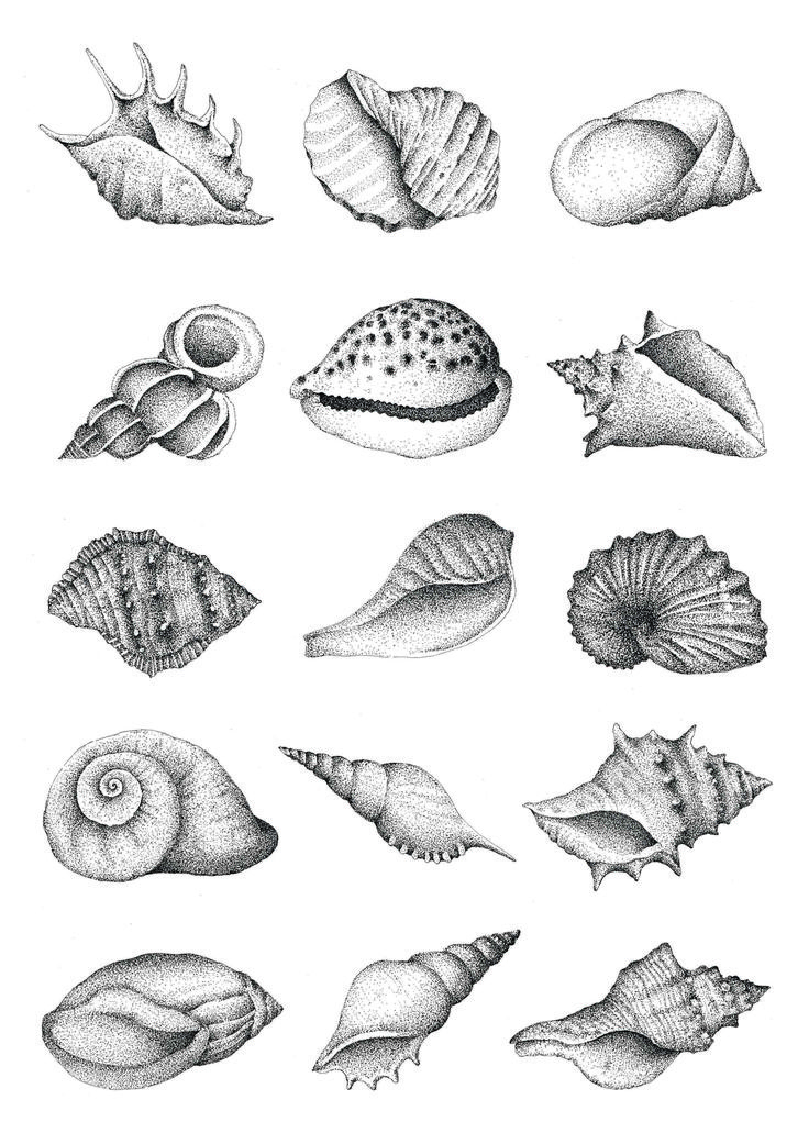 pencil drawing of seashells on white paper