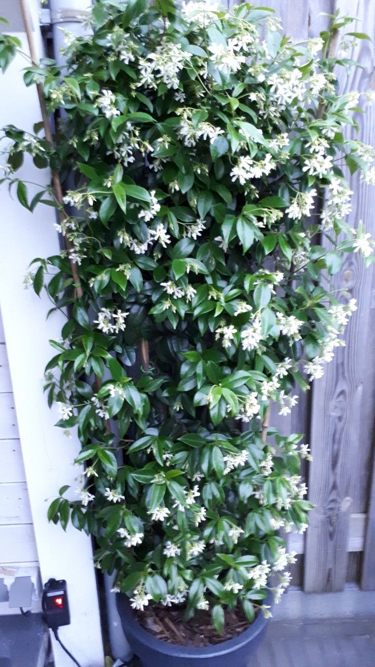 a potted plant with white flowers on the side of a building next to a fence