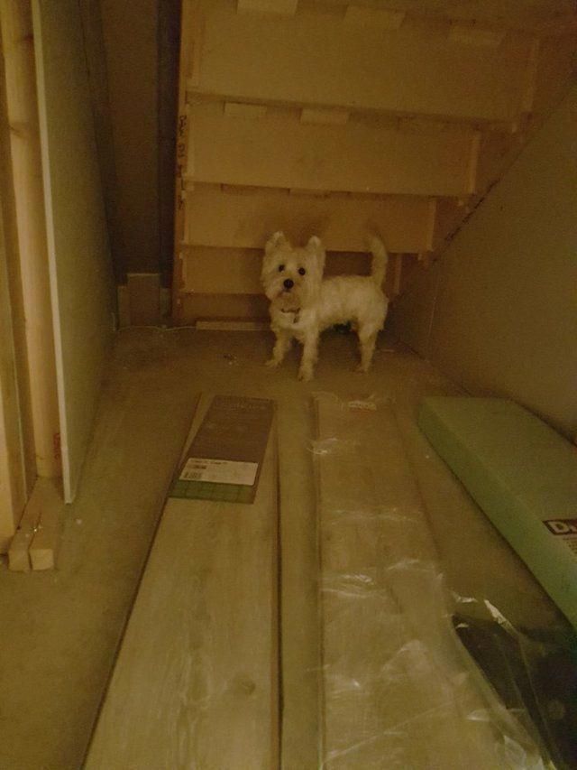 a small white dog standing in the middle of a room