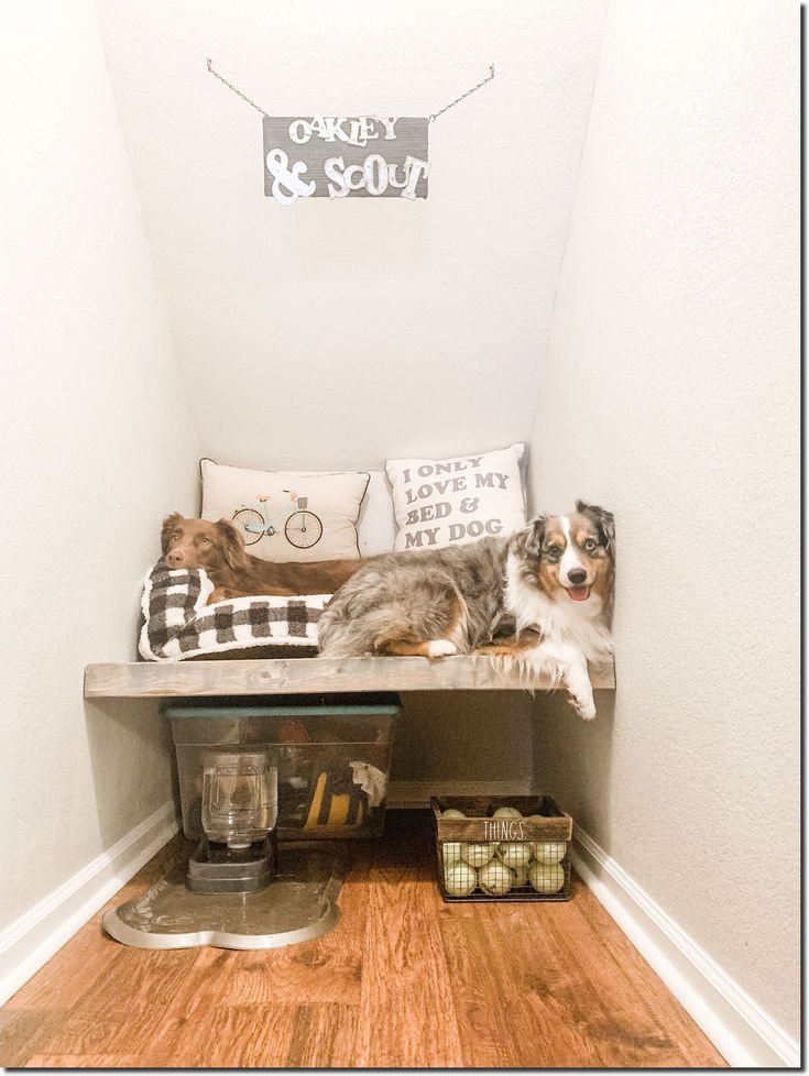 two dogs laying on top of a bench in a room with wood floors and white walls