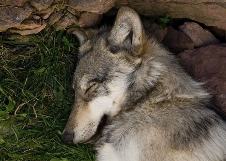 a wolf laying on the ground next to some rocks and green grass with it's eyes closed