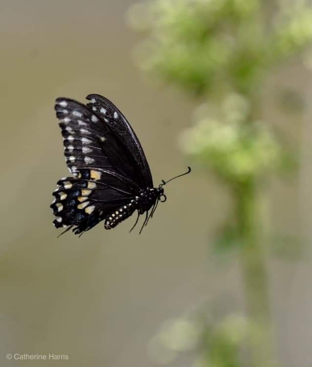 a black and white butterfly sitting on top of a flower