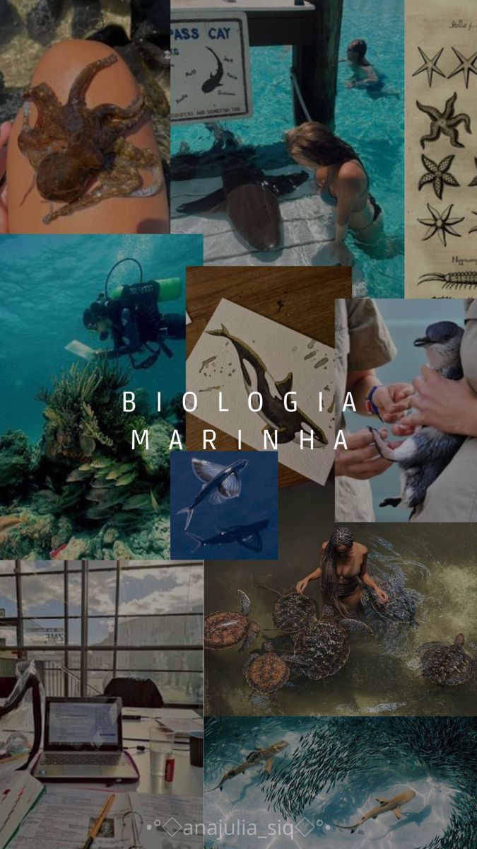 Sea life Marine Bio Wallpaper, Marine Biology Wallpaper Iphone, Marine Biology Study Aesthetic, Marin Biology Aesthetic, Oceanology Aesthetic, Marine Biologist Wallpaper, Biologist Wallpaper, Marine Biologist Aesthetic Wallpaper, Mar Wallpapers