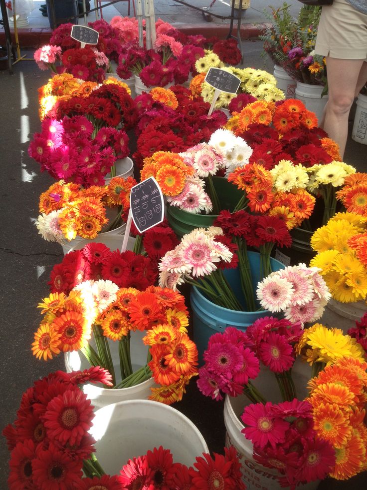 several buckets filled with different colored flowers