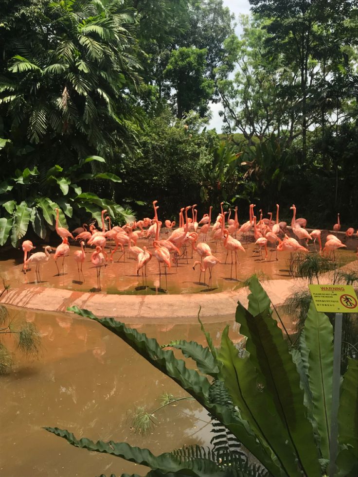 a group of flamingos are standing in the water near some plants and trees,