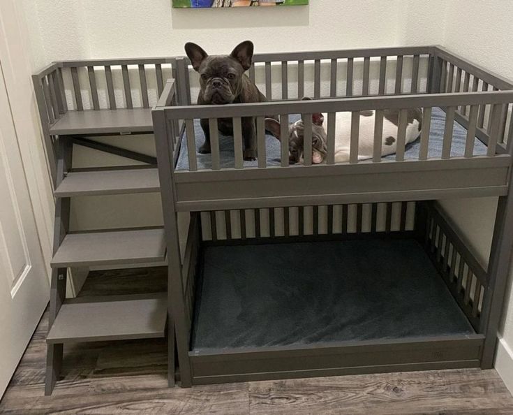 there is a dog that is sitting in the bunk bed