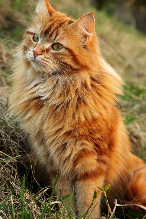 a fluffy orange cat sitting in the grass