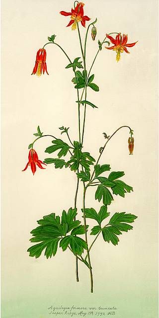 an image of a plant with red flowers in the middle and green leaves on it