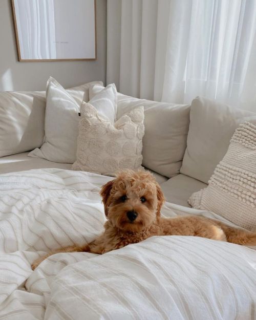 a brown dog laying on top of a white bed