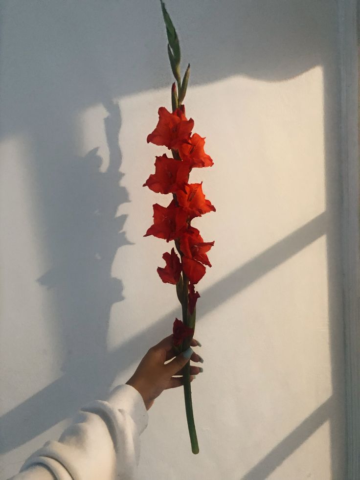 a person holding a red flower in their left hand and shadow on the wall behind them