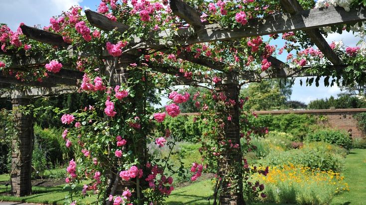 pink flowers are growing on the pergoline